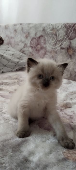 Одам котят бесплатно