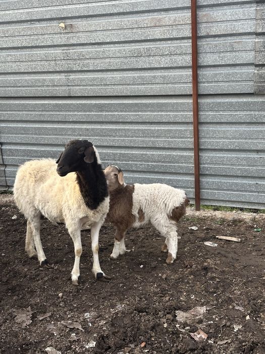 Қозылы қойлар сатылады