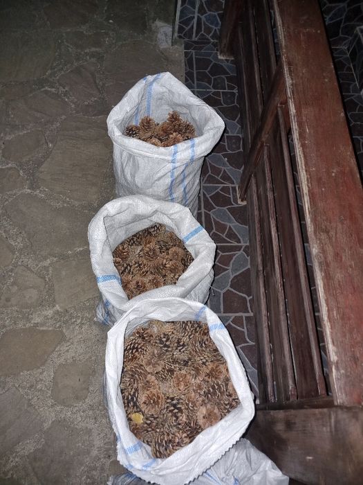 Conuri de pin mari si mici