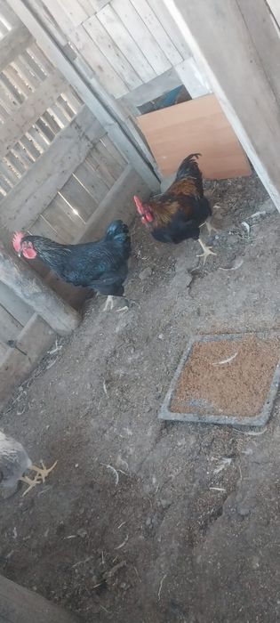 Продам петухов молодых