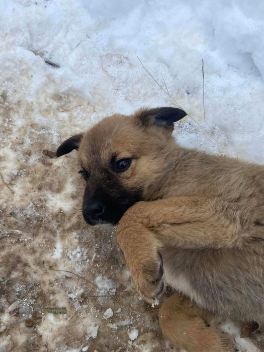 Ofer spre donatie catei