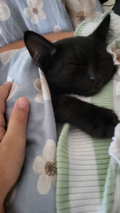 Котёнок мальчик бесплатно