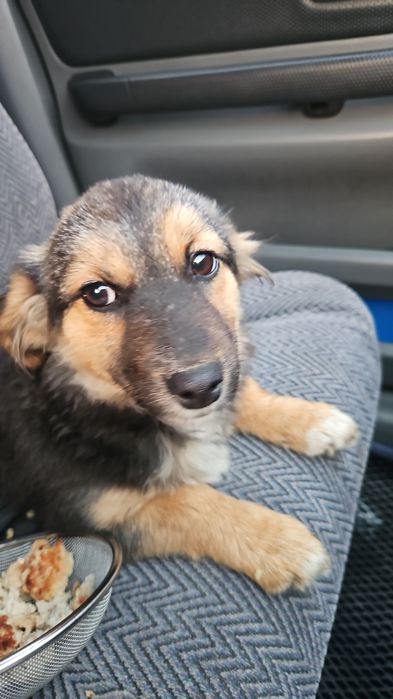 отдам щенка девочку в хорошие руки