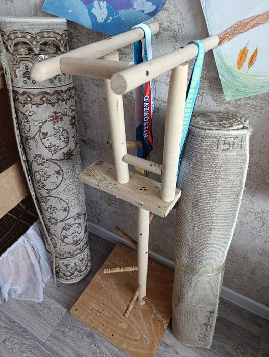 Попугай Корела инеразлучник