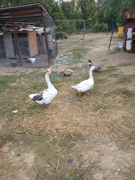 Gâște de anul trecut
