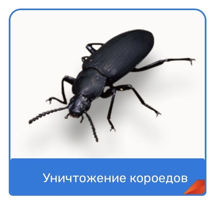 Термиты, клопы, тараканы с гарантией