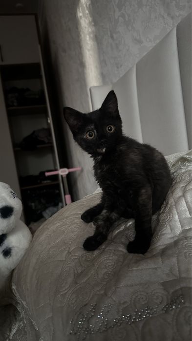 Котенок в хорошие руки
