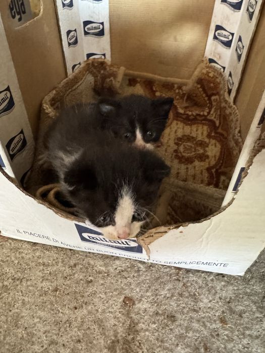 Подарявам котенца