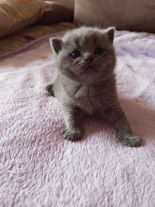 Шотландски Котенца