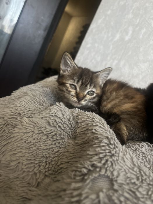 Продам двух котят девочек