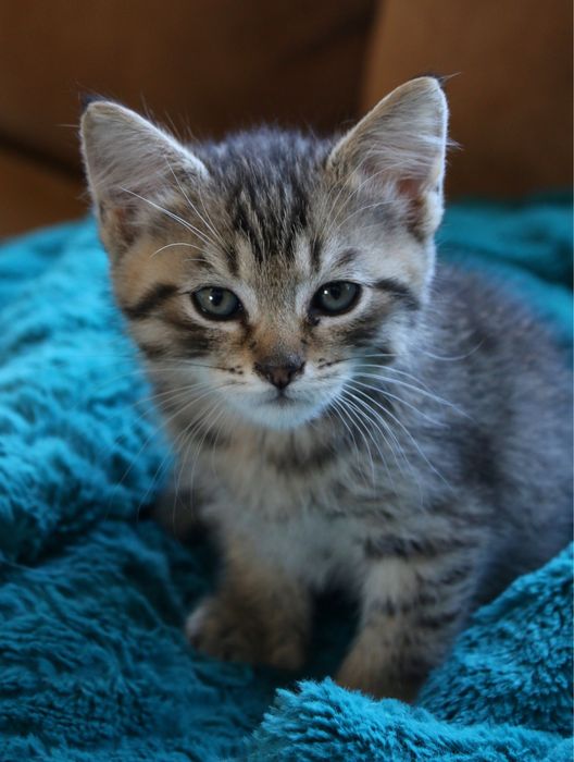 Маленький котенок