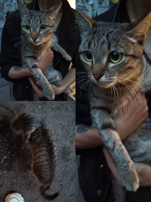 Нашли кошку, вокзал