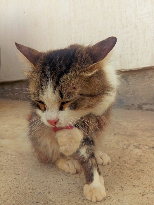 Отдам кота в добрые руки