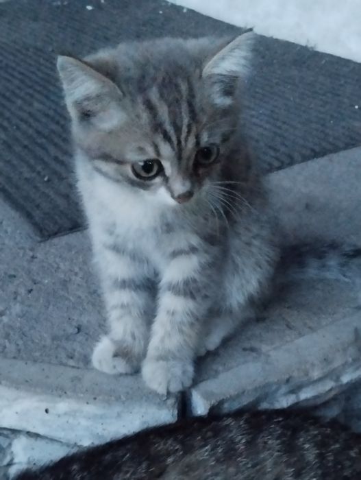 Котята 3 месяца, умные