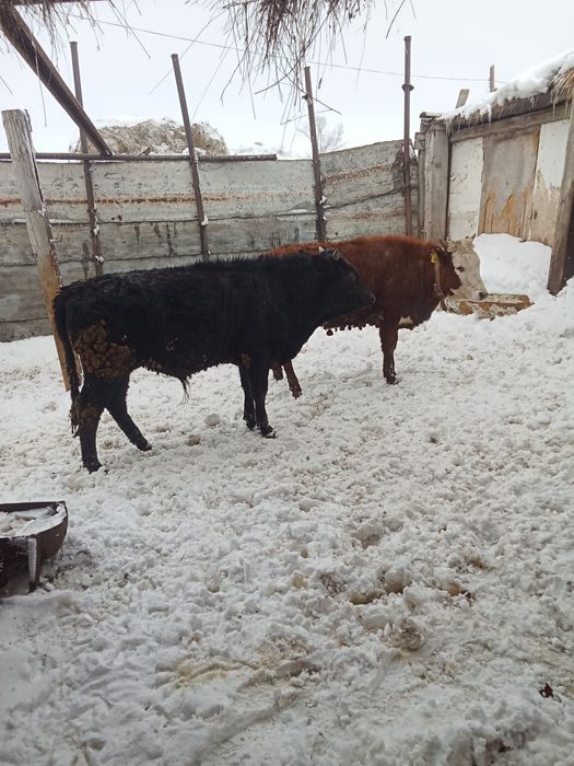 Продаю Быков подсоси