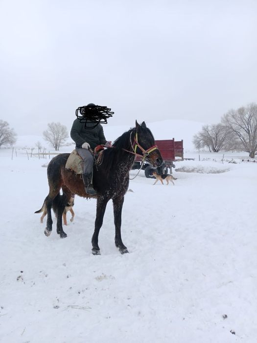 жеребец , айғыр       .