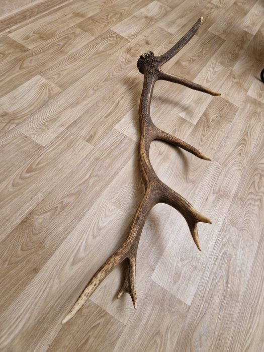 Масивен рог от елен