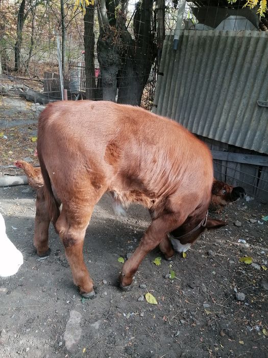 Da vânzare vițel și vita