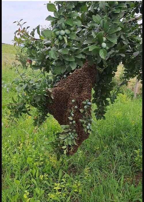 Vând roi de albine și lăzi pentru roi.
