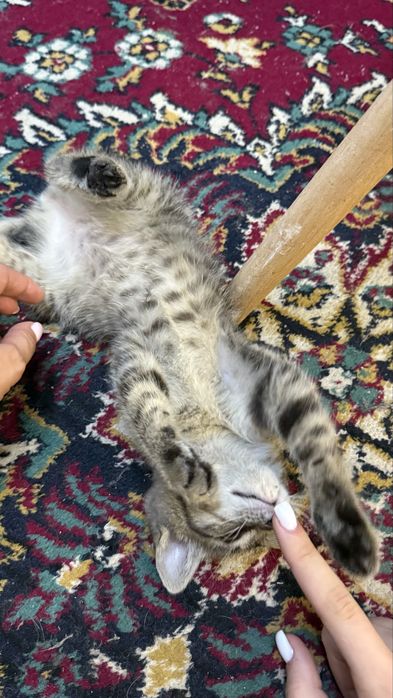 Отдадим котенка