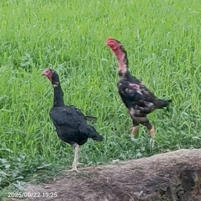 Sotiladi aybi yoʻq  tovuqni zoti o shamo xoʻrozni zoti kares