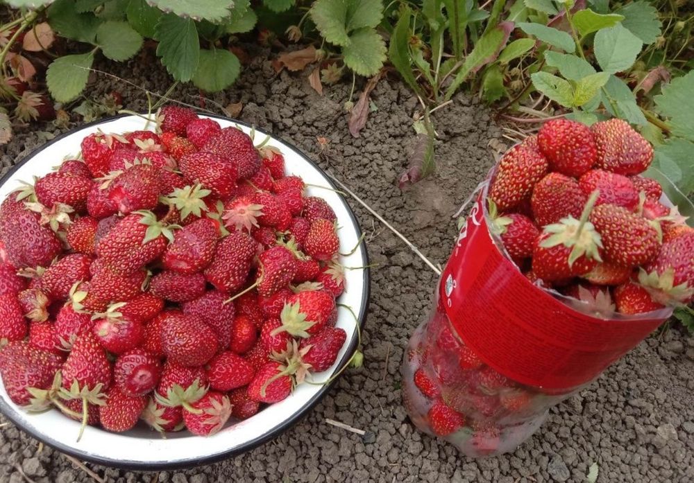 Клубника дачная сладкая