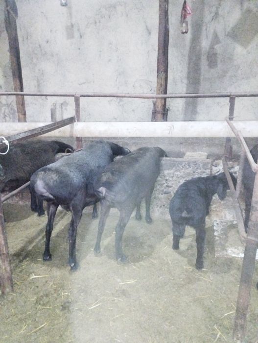 Ena bola quylar sotiladi Xisor arashan