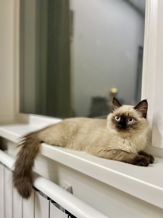 Кошечка породы Невская маскарадная