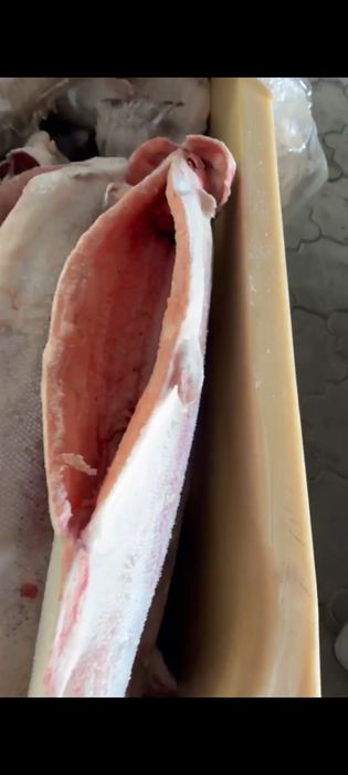 Киргизская форель