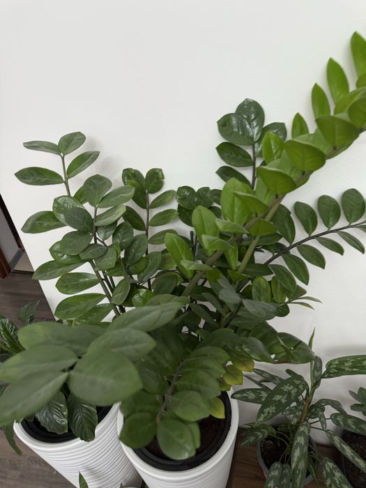 Долларовое дерево