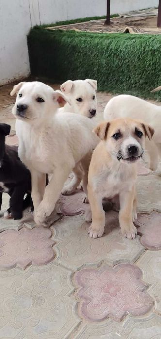 Щенок, 2 мес, в добрые руки. Мальчики и девочки
