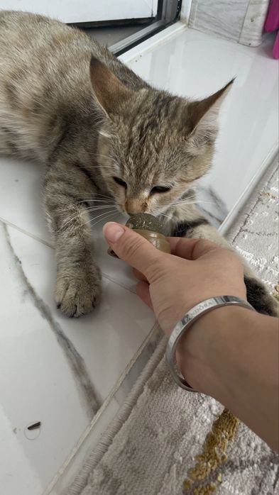 Кошка беременная