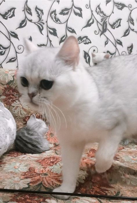 Британские котята из Проф.Питомника