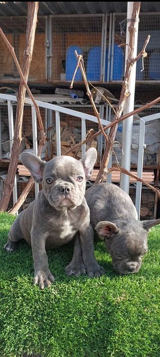 Милые французики