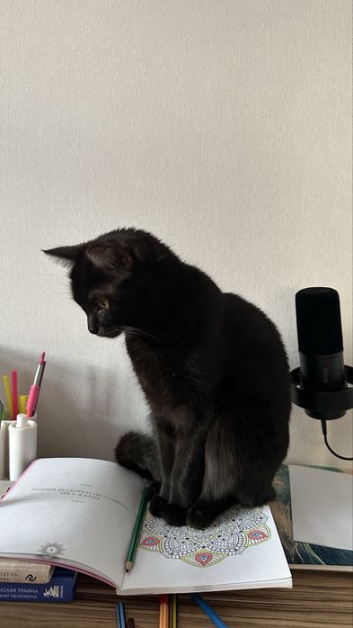 Ищу кота для вязки