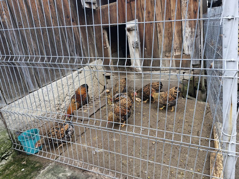 Pasari de fasa wiandote