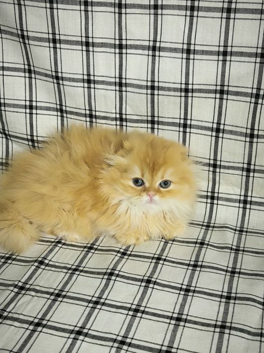 Вязка в квартире золотой