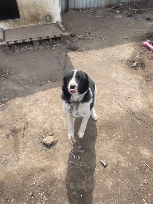 шенок 6 месяцев