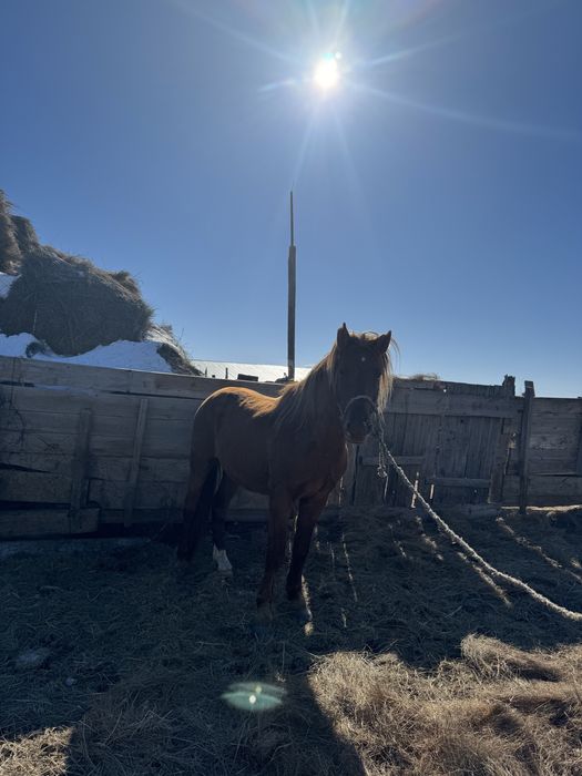 Қостанай тұқымды айғыр.