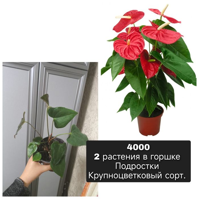 Мужское счастье антуриум
