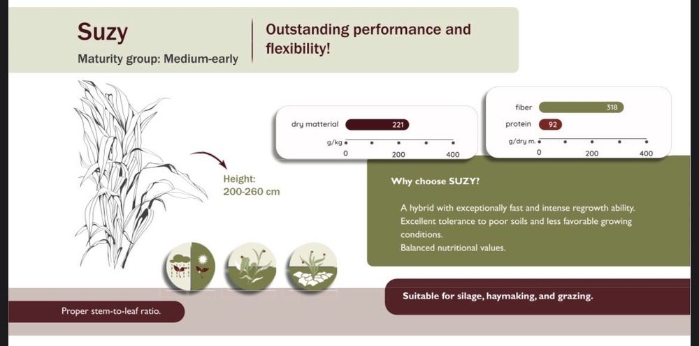 Samanta sorg de siloz/samanta sorg de sudan