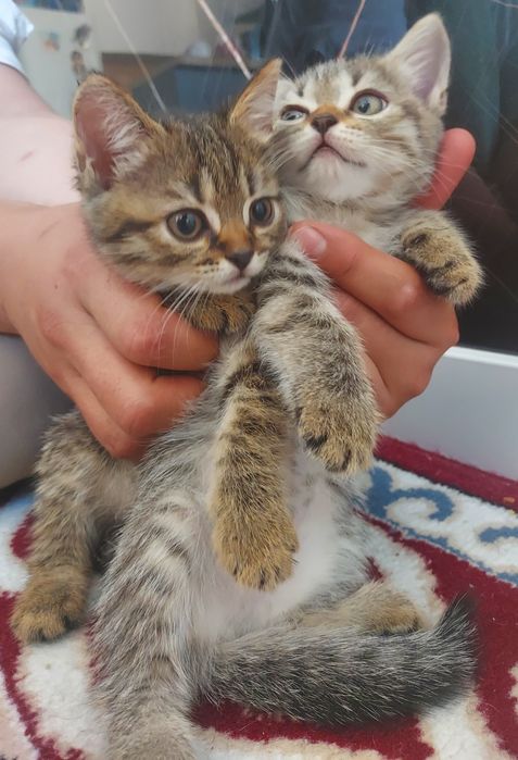 Шотландские котята девочки