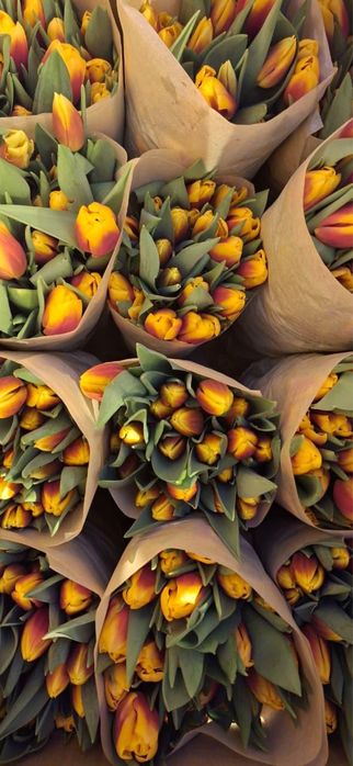 Тюльпаны в Караганде - опт и розница