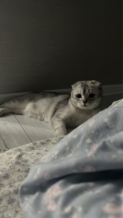 Шотландский веслоухий кошка