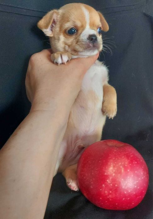 Продаю щенков чихуахуа