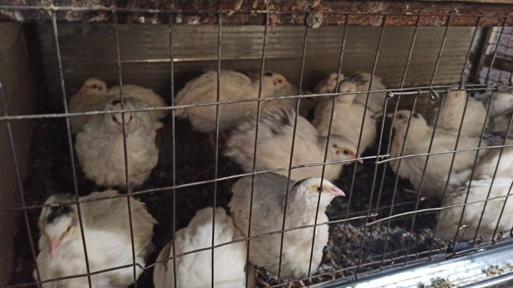 Бөдене сатылады,белый гигант