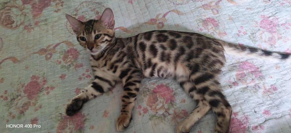Бенгальский котенок,девочка