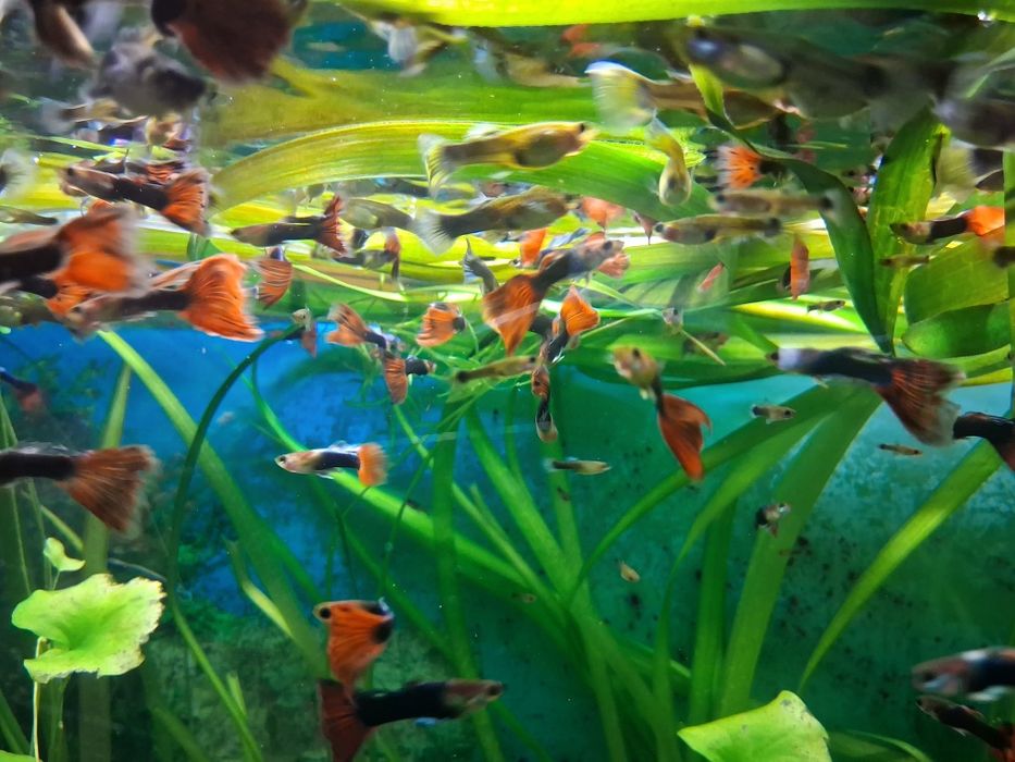 Vând pești guppy