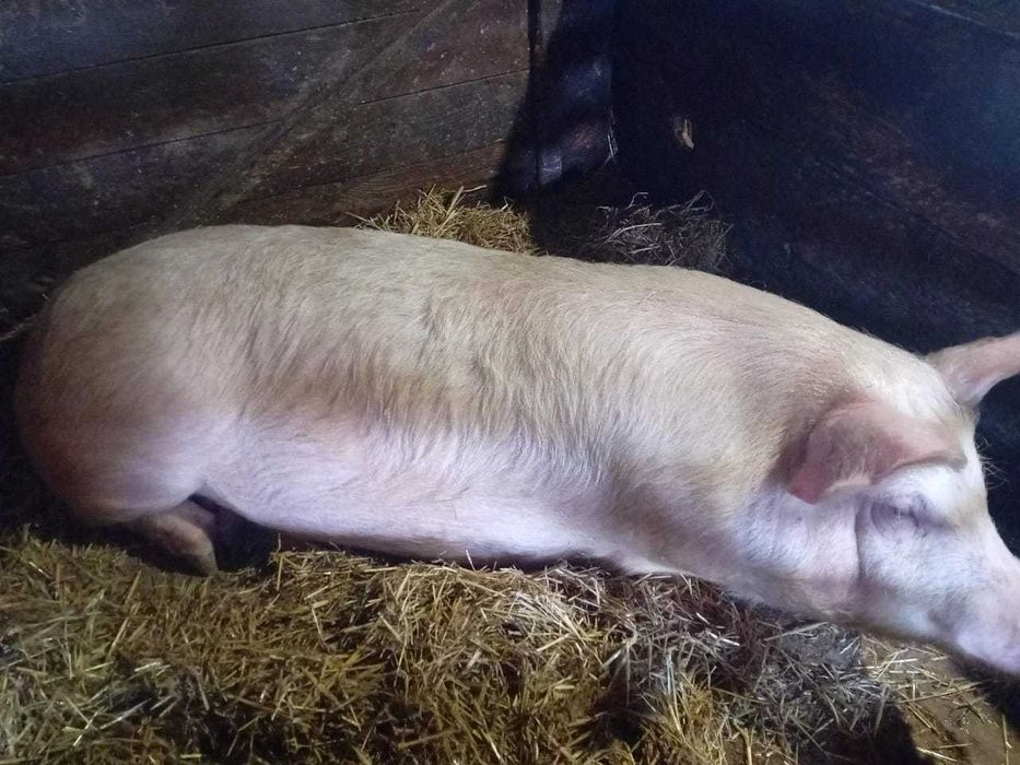 Продам молодого рабочего хряка