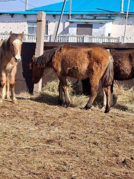 Тайлар еркек 4 бас сатылады